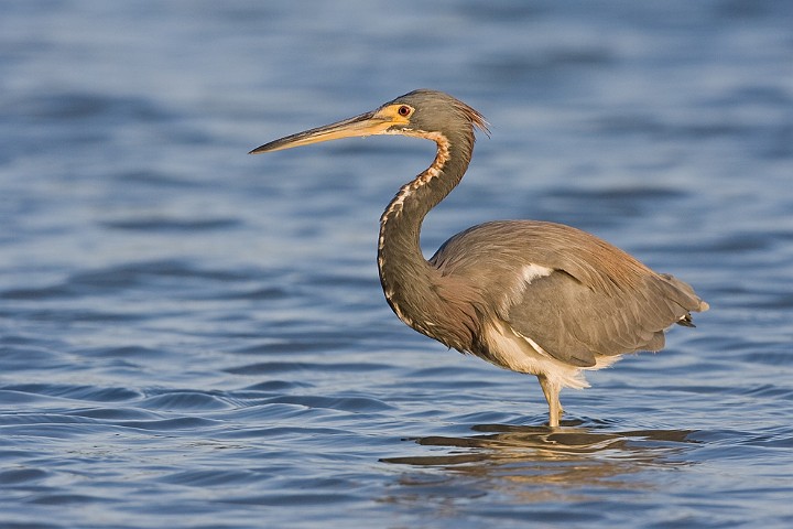 Dreifarbenreiher Egretta tricolor Tricolored Heron